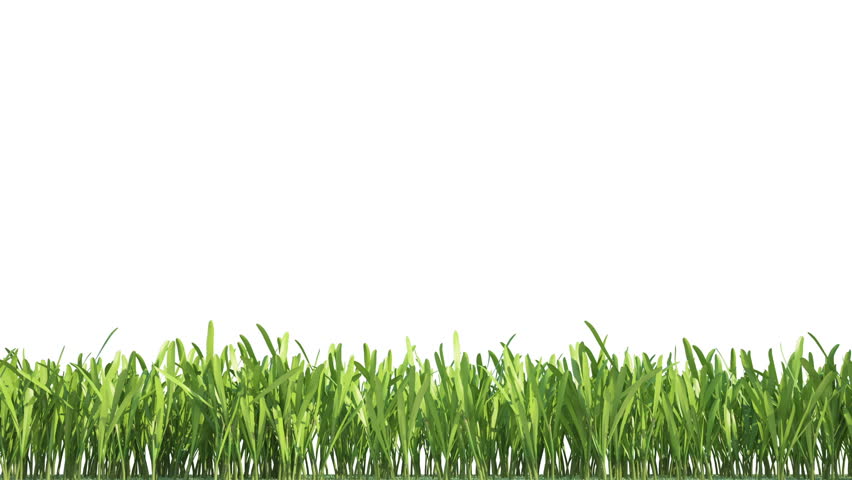 Gorgeous Animated Green Grass Summer Isolated On White Background Stock