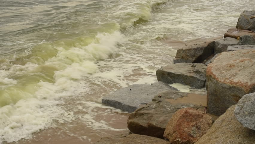Header of Algal Bloom