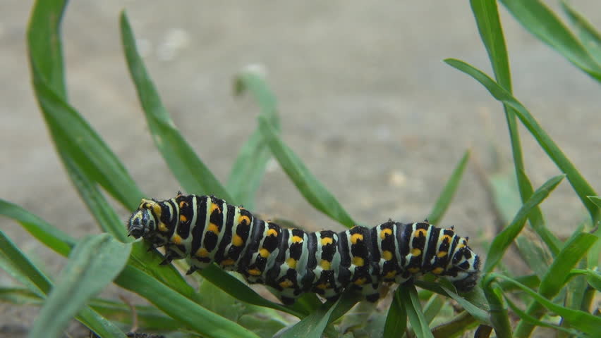 Caterpillar Crawling Up Milkweed Plant Good Shot Of Legs Pro Legs And Anal Clasper Stock Footage