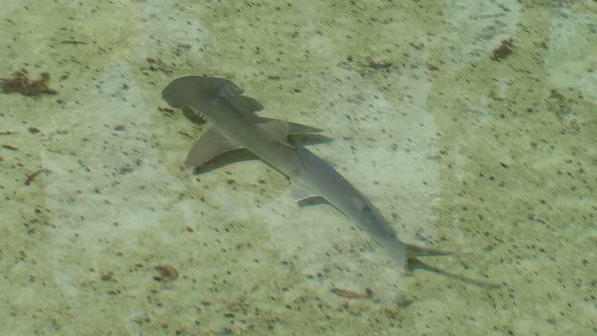 Baby Hammerhead Shark From Above Stock Footage Video 2484839 - Shutterstock