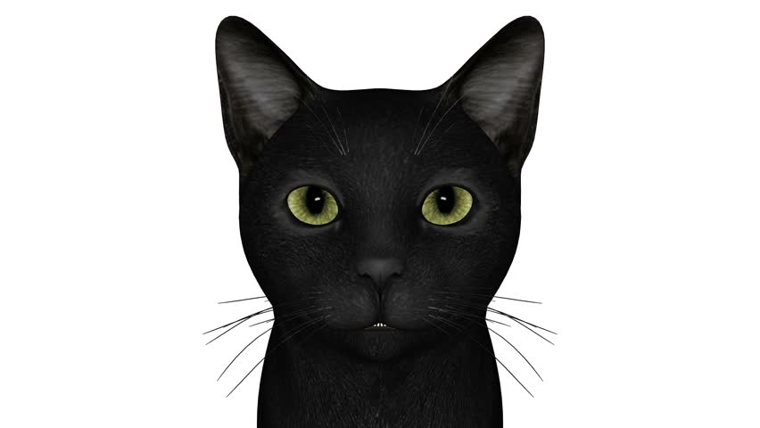 黑色猫视频素材-站酷海洛创意正版图片,视频,音