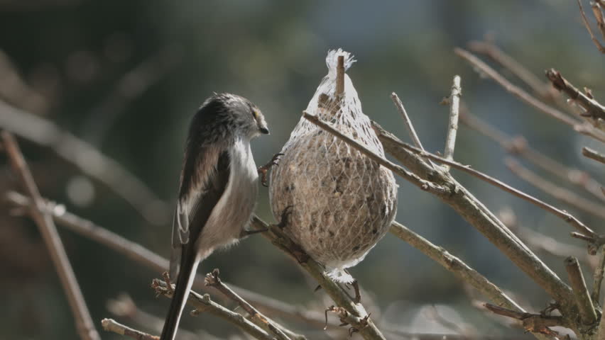 Header of Aegithalos caudatus