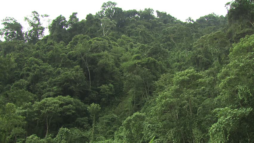 Canopy Of The Amazon Rainforest 2 Stock Footage Video 2561456