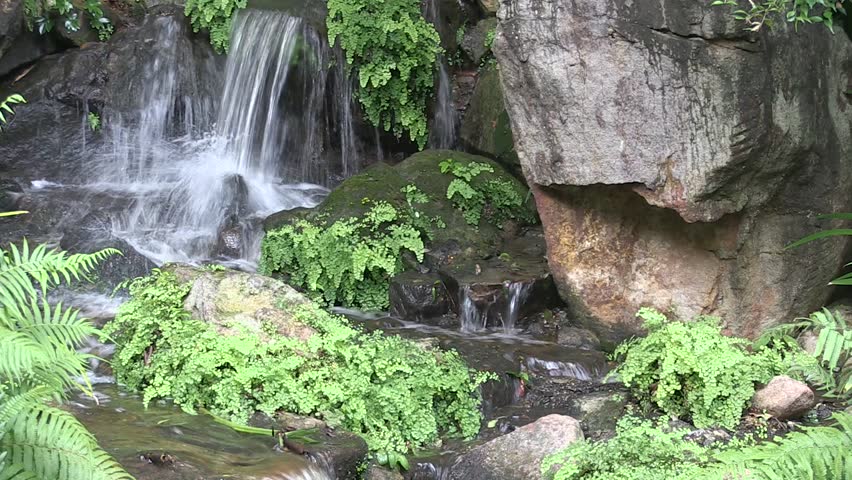 Header of Adiantum raddianum
