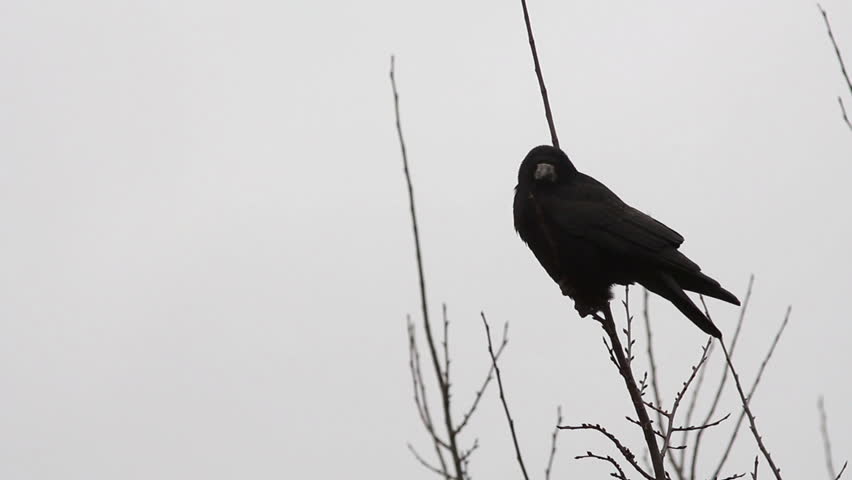 Three black crows sat on a tree