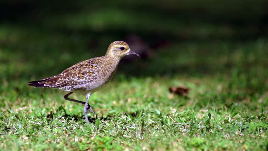 Header of American golden plover