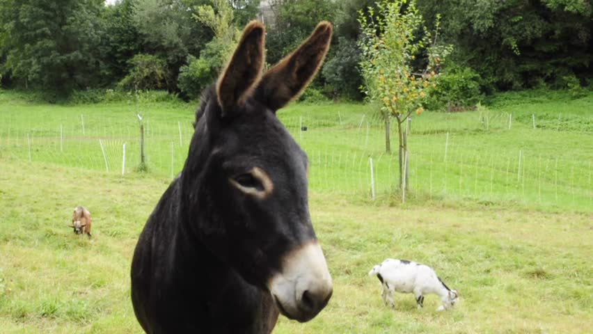 donkey head - HD stock video clip