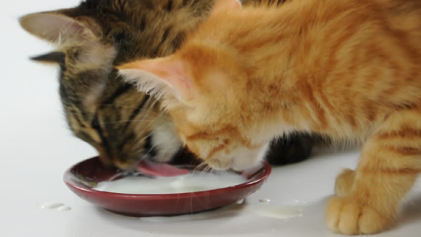 Cat Drinks Edge Of Water Bowl Cat Drinks Edge Of Water Bowl