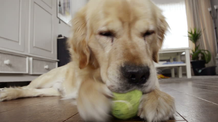 golden retriever pregnancy length beautiful golden labrador retriever with stick out pink tongue sitting and golden retriever pregnancy length beautiful golden labrador retriever with stick out pink tongue sitting and