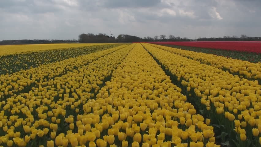 Tulips Field, Alkmaar, Denmark Stock Footage Video 3426122 - Shutterstock