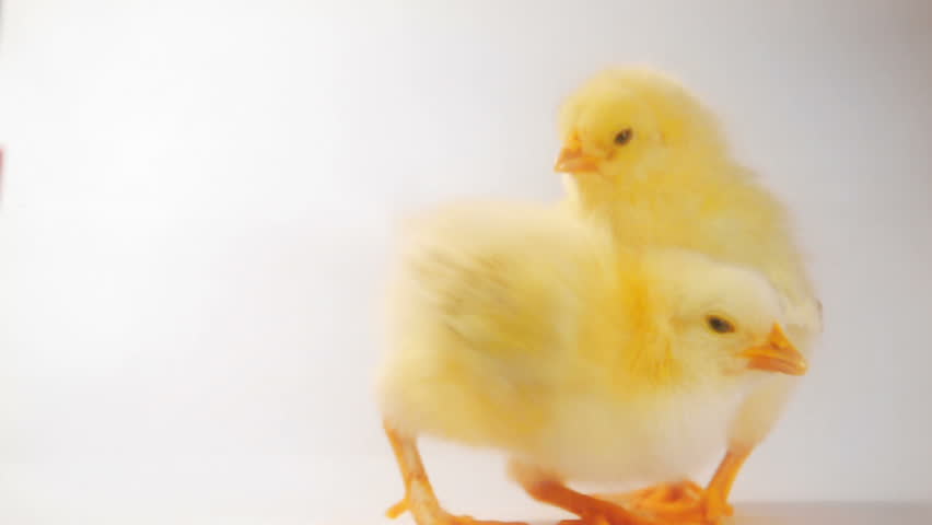 Header of Chicken