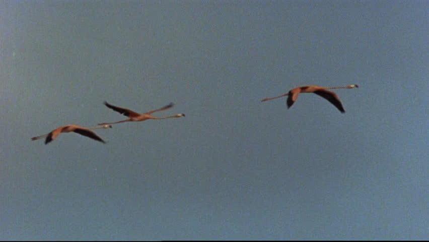 Header of American Flamingo