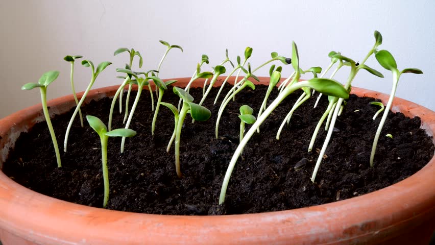 Time-lapse Footage Of Growing Small Sunflower Seeds. Stock Footage Video 3535292 - Shutterstock