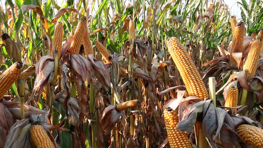 ready-for-corn-on-the-cob-season-here-is-all-you-need-to-know