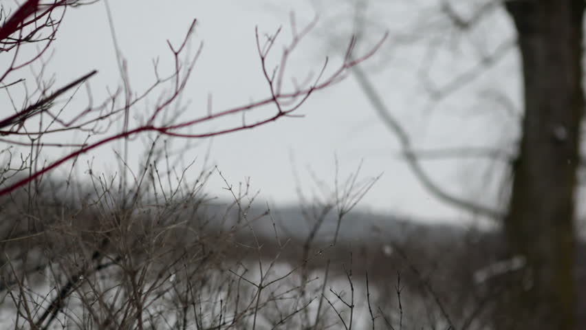 Header of American Dogwood