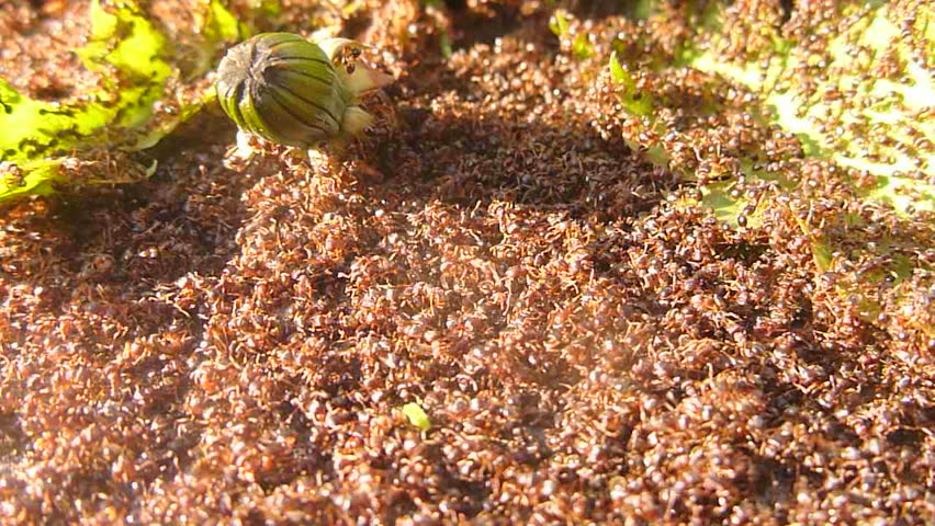 Swarm Of Ants On Paving Stone And In Grass Stock Footage Video 7091752