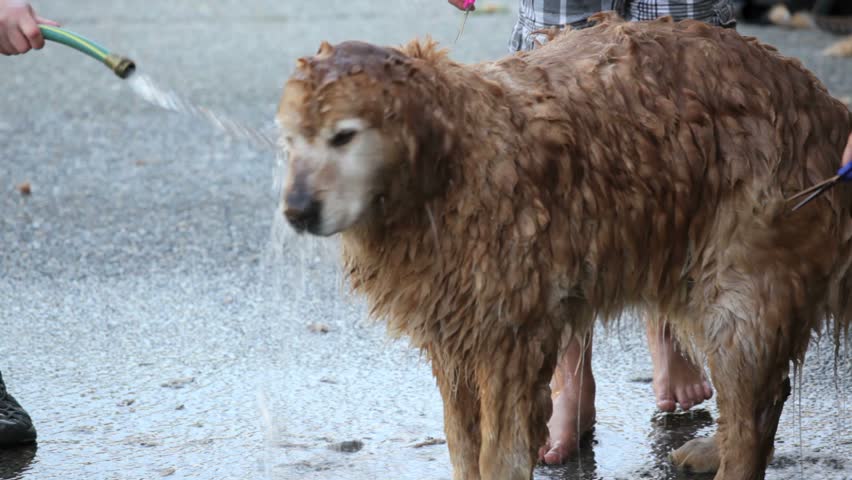 shaggy dog grooming