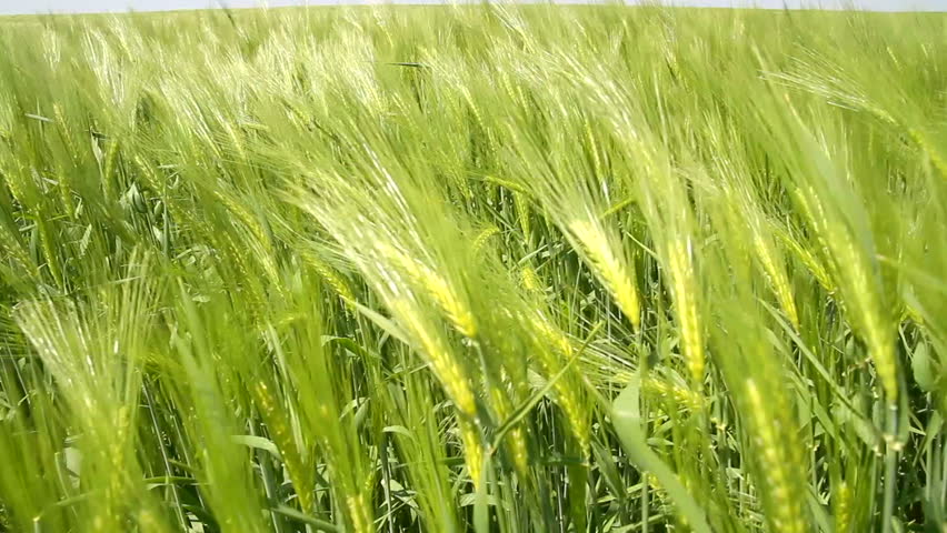 Image result for spring wheat field