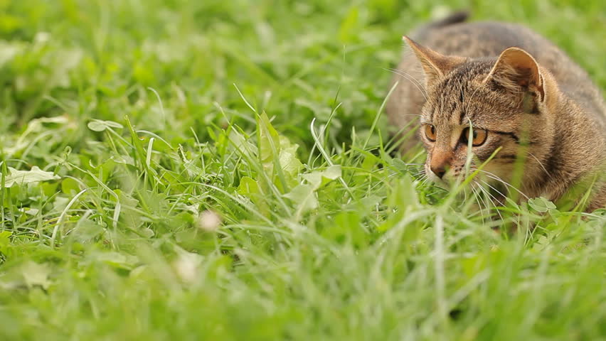Big Cat Videos Attacks Businessman Big Cat Videos Attacks Businessman
