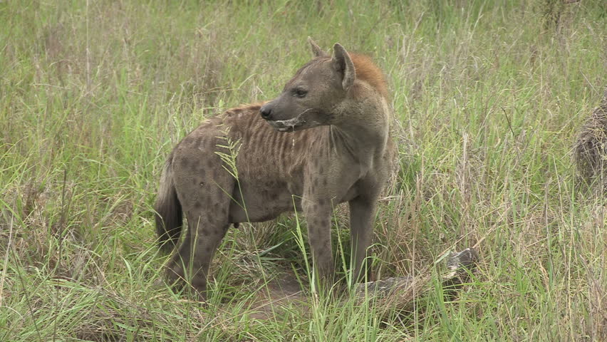 Hyena Eating A Rhino Cascass Stock Footage Video 4050310 - Shutterstock