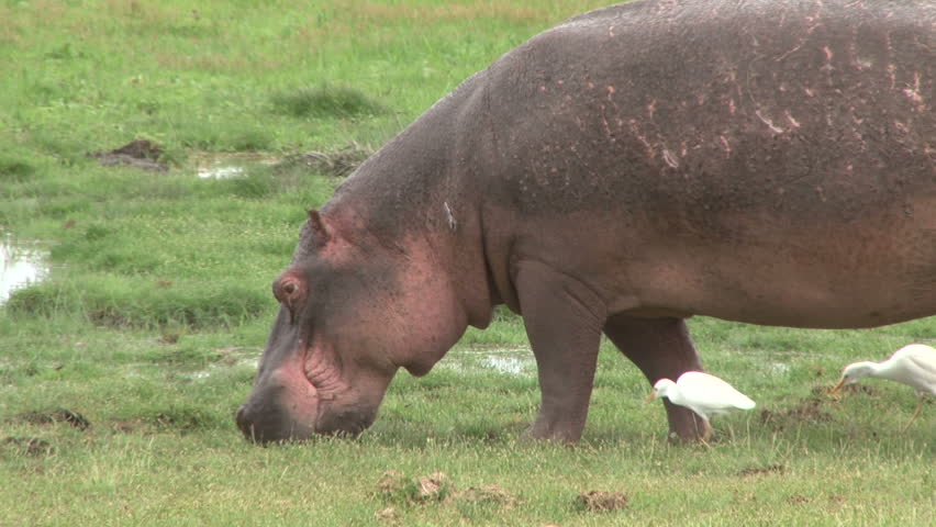 Pregnant Hippo With Reeds On Her Back Stock Footage Video 4056433