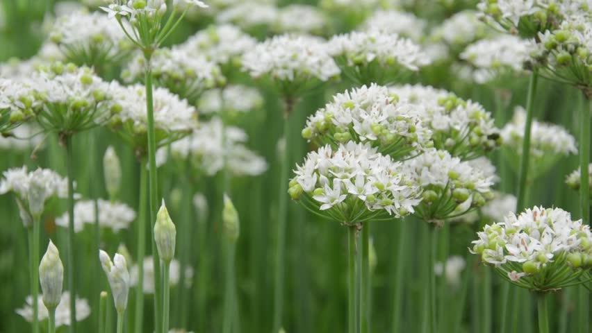 Header of Allium Tuberosum