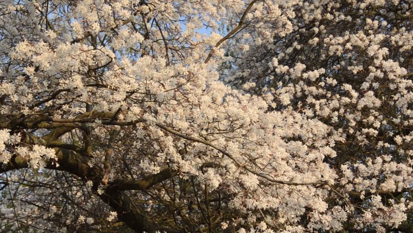 Header of Amelanchier arborea