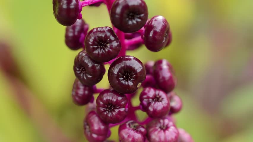 Header of American Pokeweed