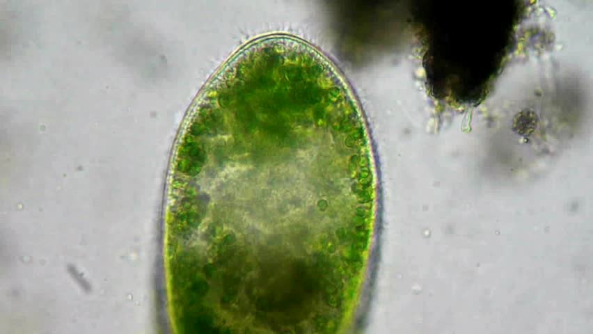 Two Green Algae Under Microscope, Magnification 600X Stock ...