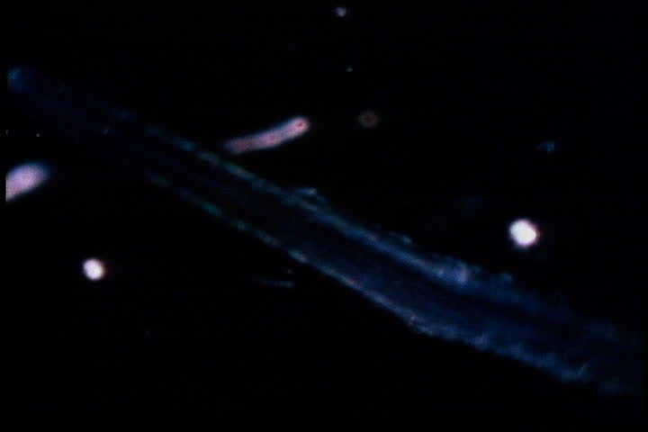 Header of alewife
