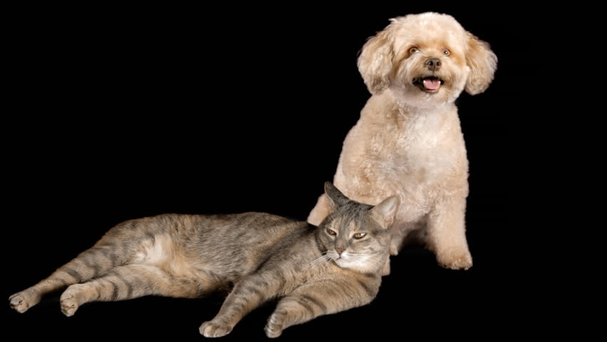 Cat And Dog On White Background Stock Footage Video 4522025 Shutterstock