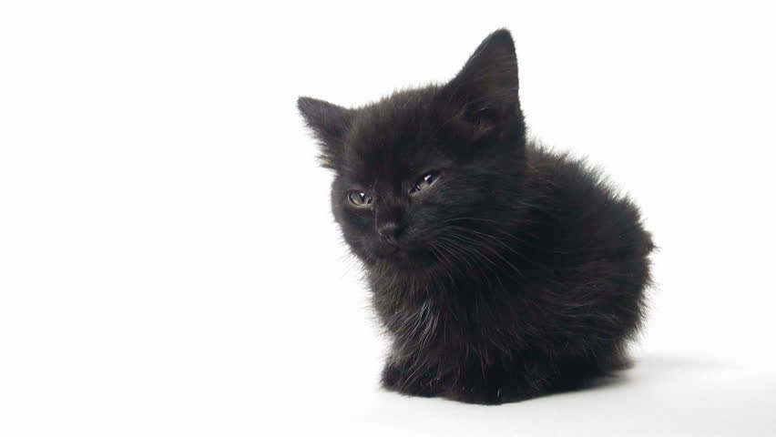 American Kittens Com Cute Baby Black American Shorthair Kitten On White Background Stock Footage Video 4526201 - Shutterstock
