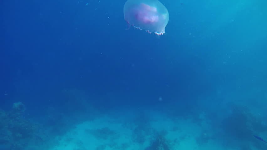 description of jellyfish Facts and information about box jellyfish box jellyfish description, behavior, feeding, reproduction, box jellyfish threats and more. description of jellyfish Facts and information about box jellyfish box jellyfish description, behavior, feeding, reproduction, box jellyfish threats and more.
