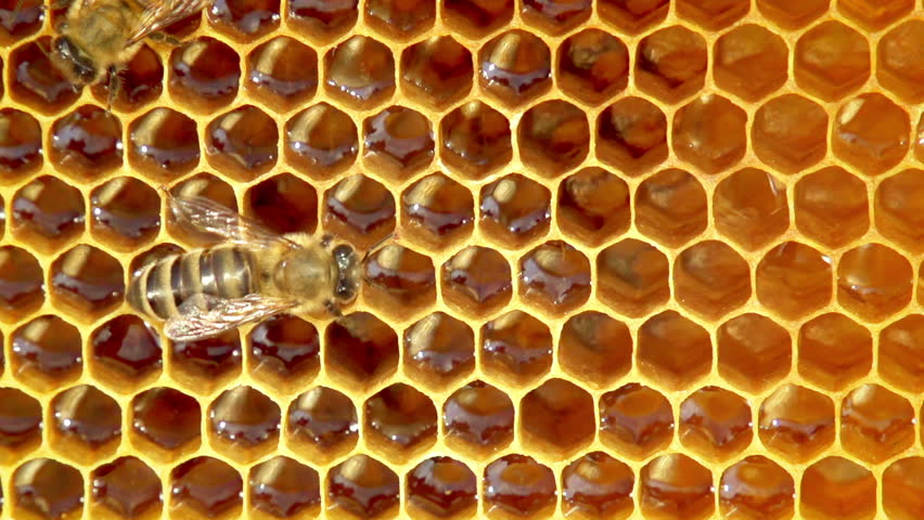 Honeycomb Stock Footage Video - Shutterstock