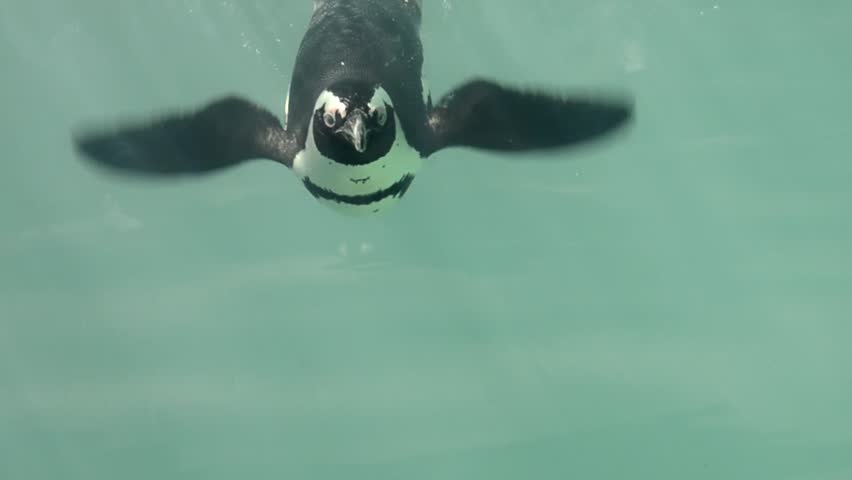 Header of African penguin