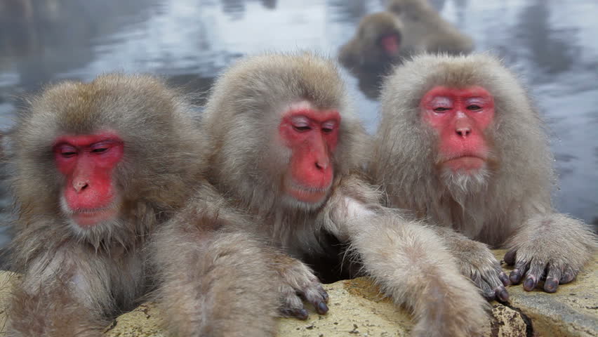 Three Japanese Macaques Sleeping And Resting Against The Wall Of A Hot 