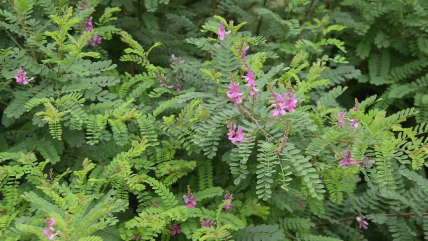 Header of Indigofera