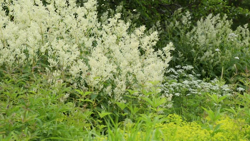 Header of Aconogonon alpinum