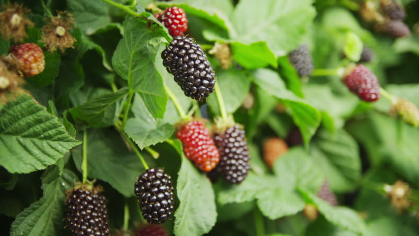 Blackberries On The Vine Stock Footage Video 4746188 Shutterstock