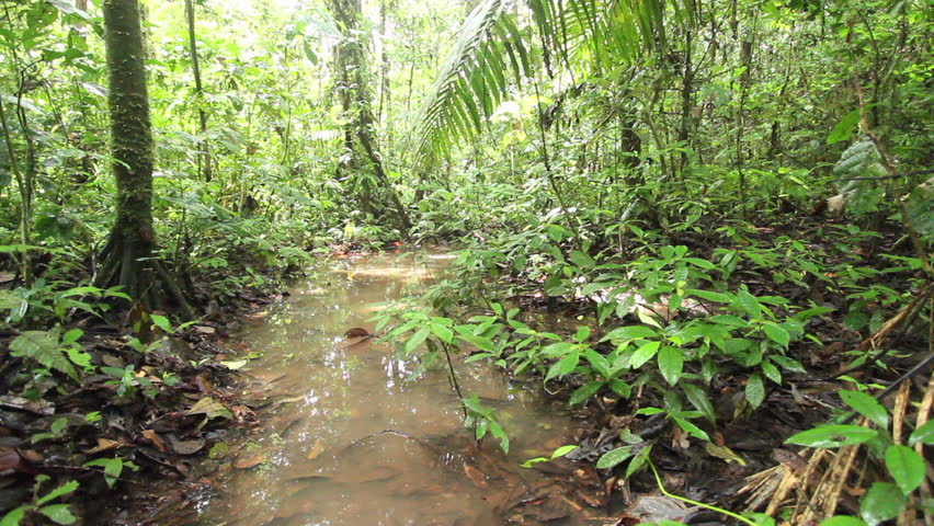 Plants With Ridged Leaves On The Rainforest Floor. In The Upper Amazon