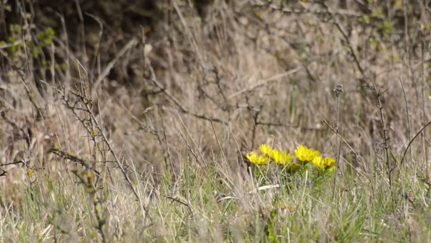 Header of Adonis vernalis