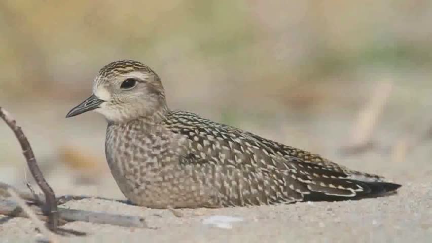 Header of American Golden-Plover