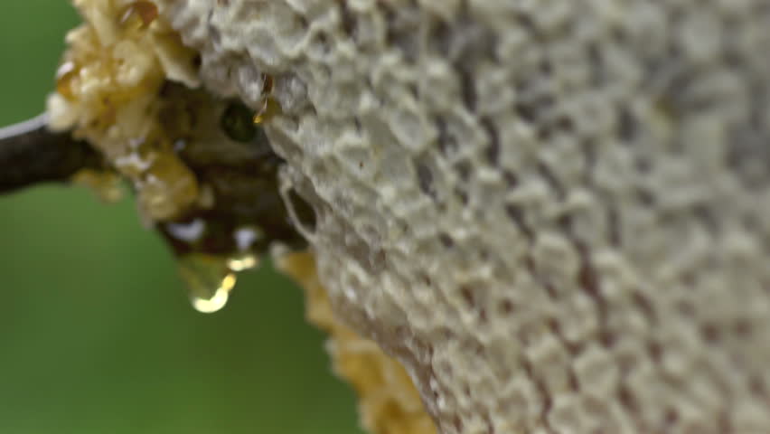 蜂蜜酒视频素材-站酷海洛创意正版图片,视频,音