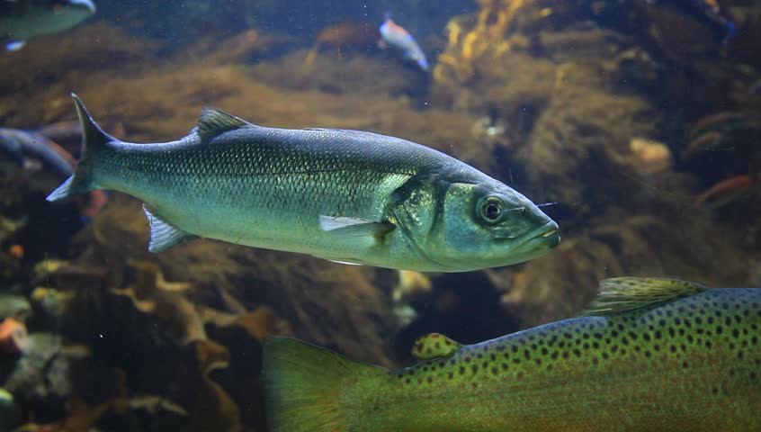 Herring Fish Swimming In Aquarium Stock Footage Video 5099375