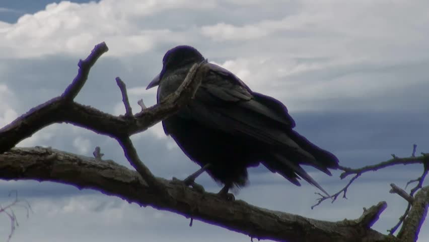Three black crows sat on a tree