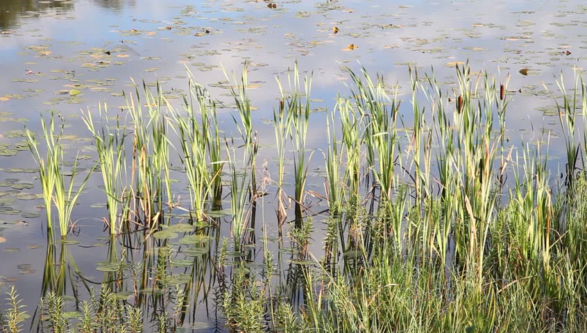 Header of lagan