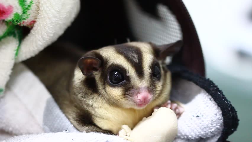 Sugar Glider Stock Footage Video 5805404 - Shutterstock