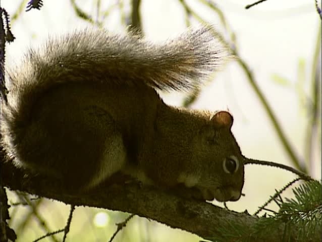 squirrel behavior relative to human contact Squirrels are members of the family sciuridae, a family that includes small or medium-size many also have a good sense of touch, with vibrissae on their limbs as well as their heads predatory behavior has been observed in various species of ground squirrels, wikispecies has information related to sciuridae. squirrel behavior relative to human contact Squirrels are members of the family sciuridae, a family that includes small or medium-size many also have a good sense of touch, with vibrissae on their limbs as well as their heads predatory behavior has been observed in various species of ground squirrels, wikispecies has information related to sciuridae.