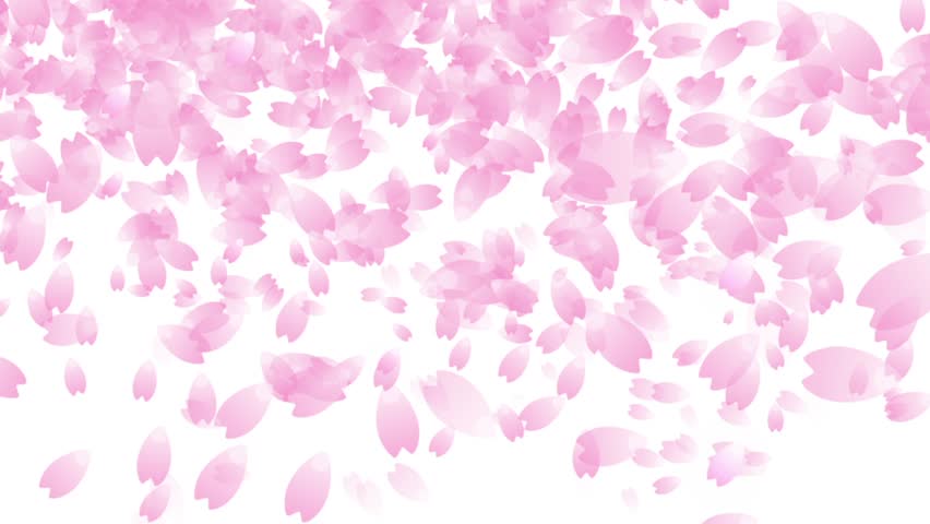 Cherry Blossom Petals Falling Stock Footage Video 5630438 - Shutterstock