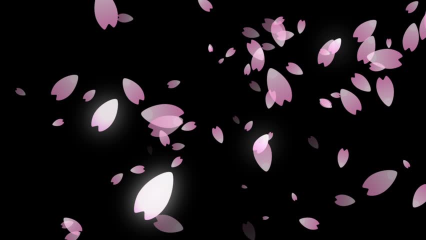 Cherry Blossom Petals Falling Stock Footage Video 5630447 Shutterstock